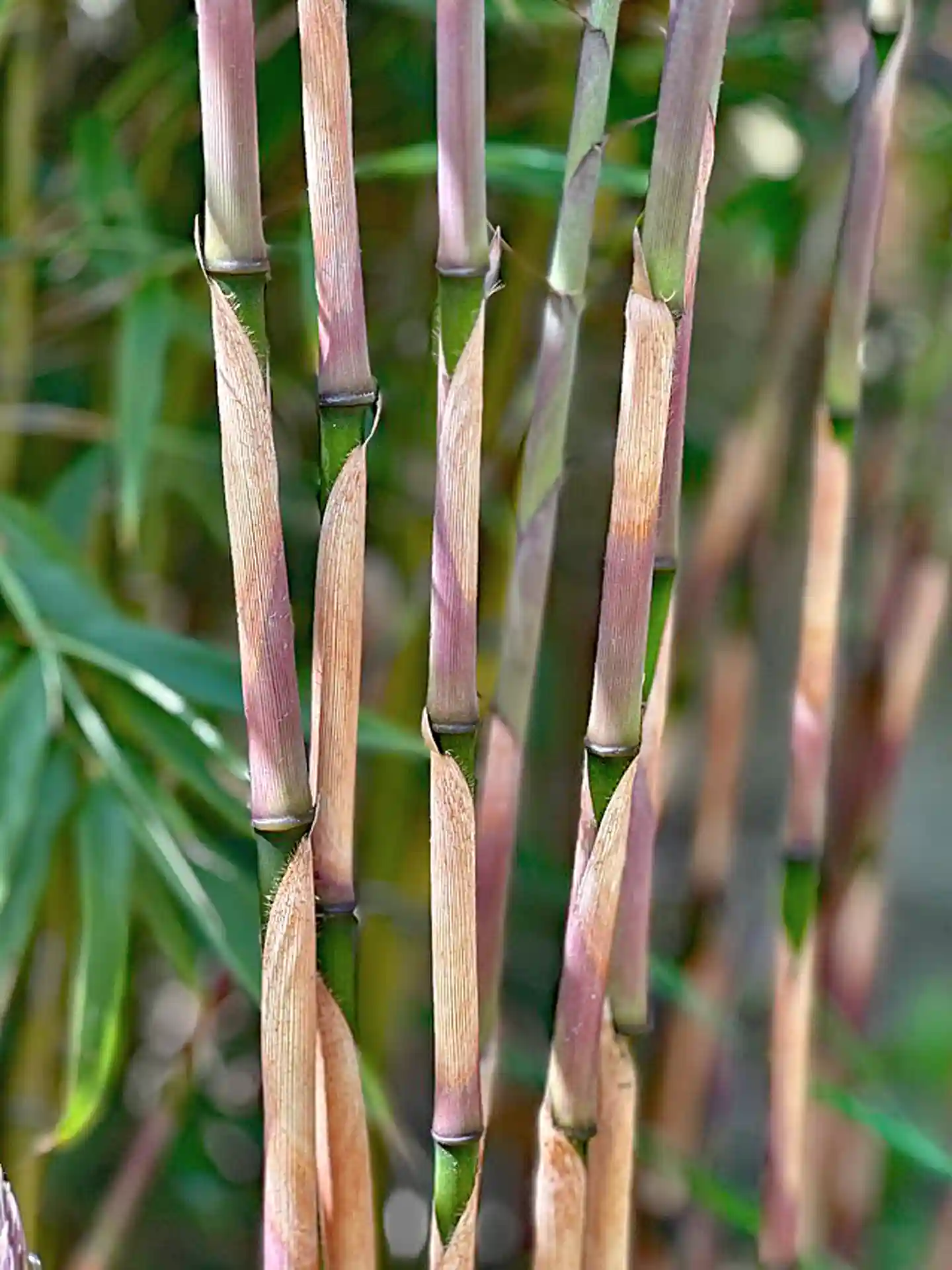 Nahaufnahme der rötlich-grünen Halme des Fargesia Rufa Sunbird mit dekorativen Hüllblättern - ideal für dichte Bambushecken für mehr Sichtschutz.