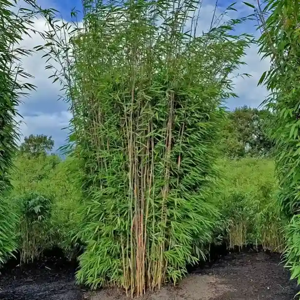 Dichter Bambuswald mit hohen, grünen Halmen und dichter Blätterkrone unter einem bewölkten Himmel. Die Bambuspflanzen stehen auf dunklem Boden und sind umgeben von weiteren Bambusflächen. Menschen sind nicht zu sehen.