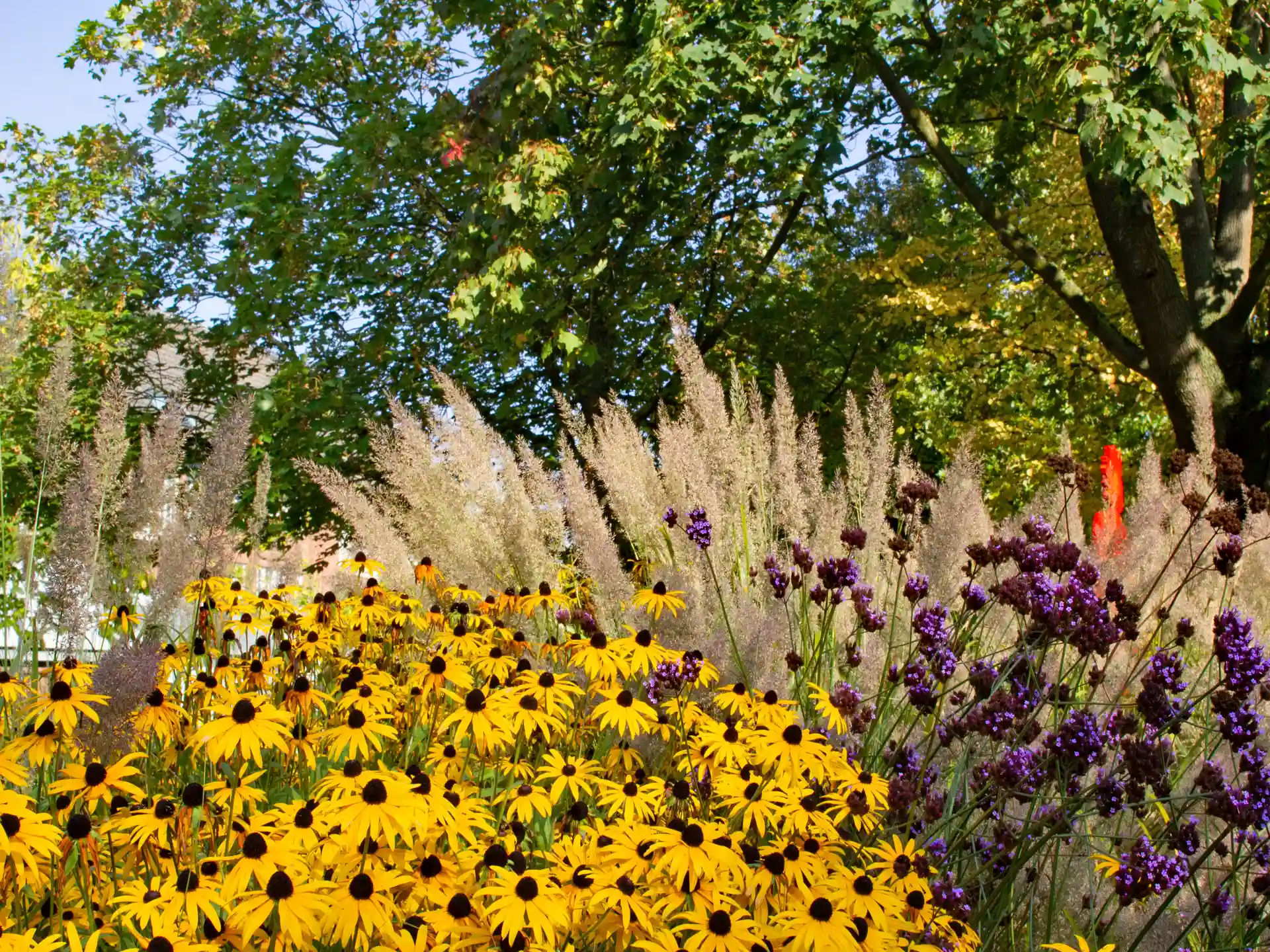 Blühendes calamagrostis brachytricha in spätsommerlicher Staudenrabatte mit gelbem Sonnenhut und violetter Prachtscharte.