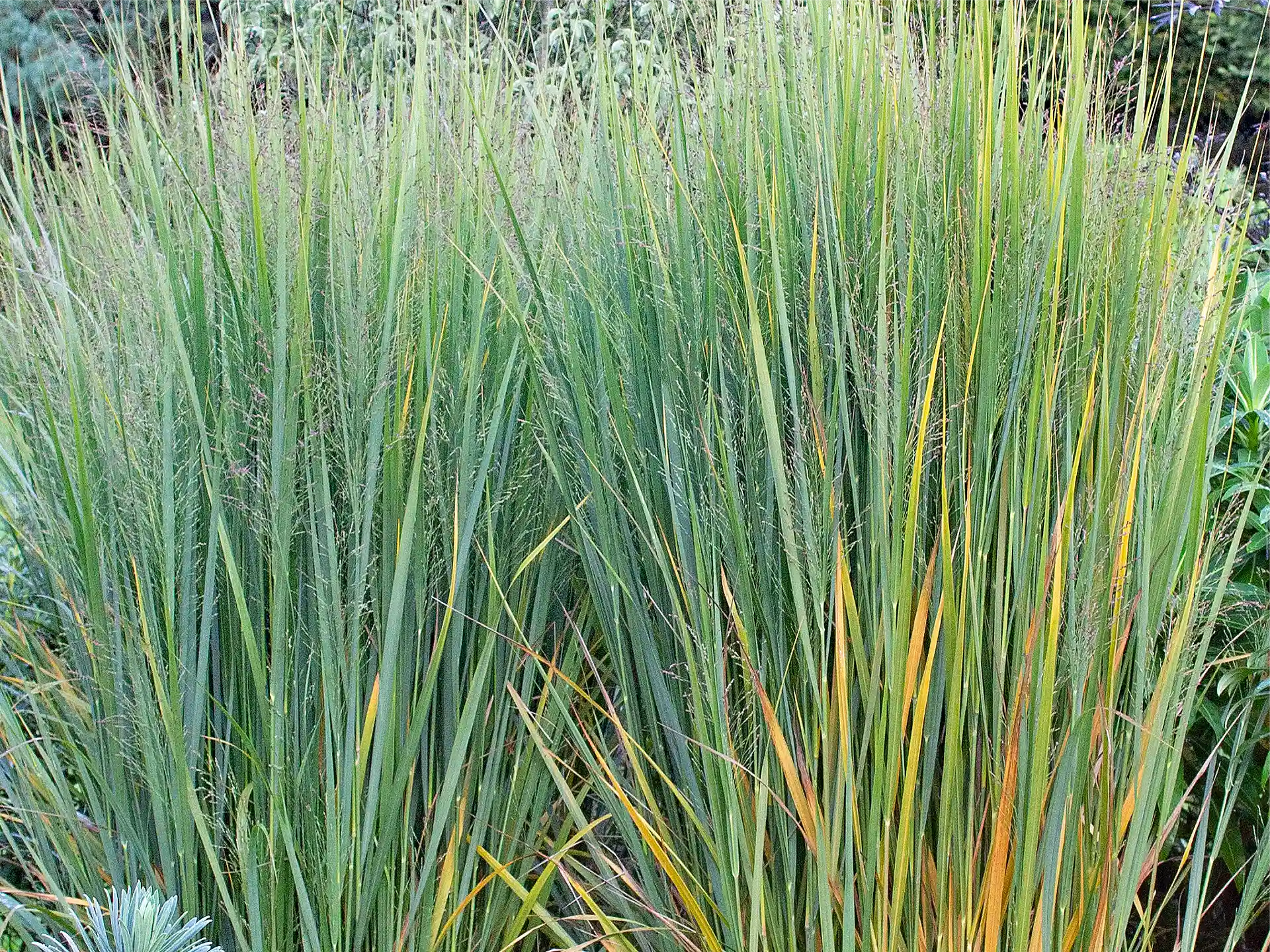 Nahaufnahme von Rutenhirse Northwind mit aufrecht wachsenden grünen Halmen.