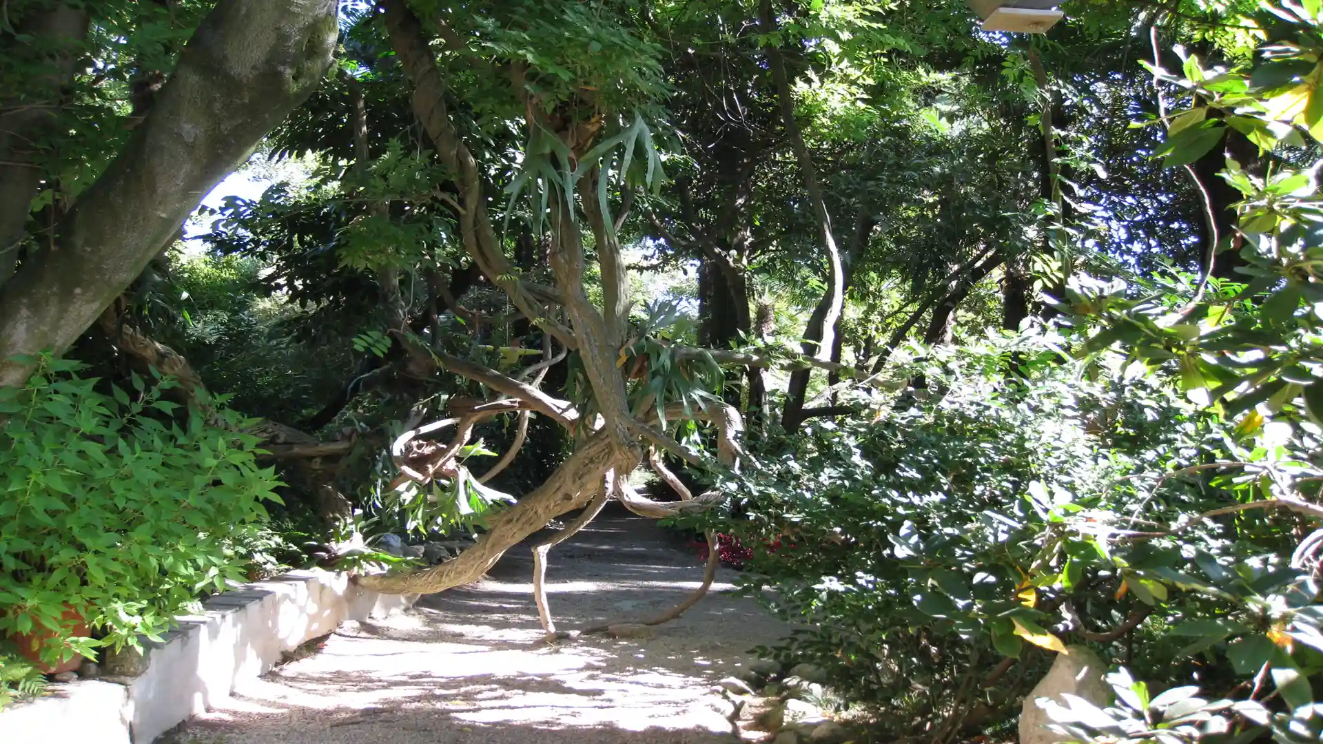 Abenteuerlich bewachsener Weg im Heller Garten