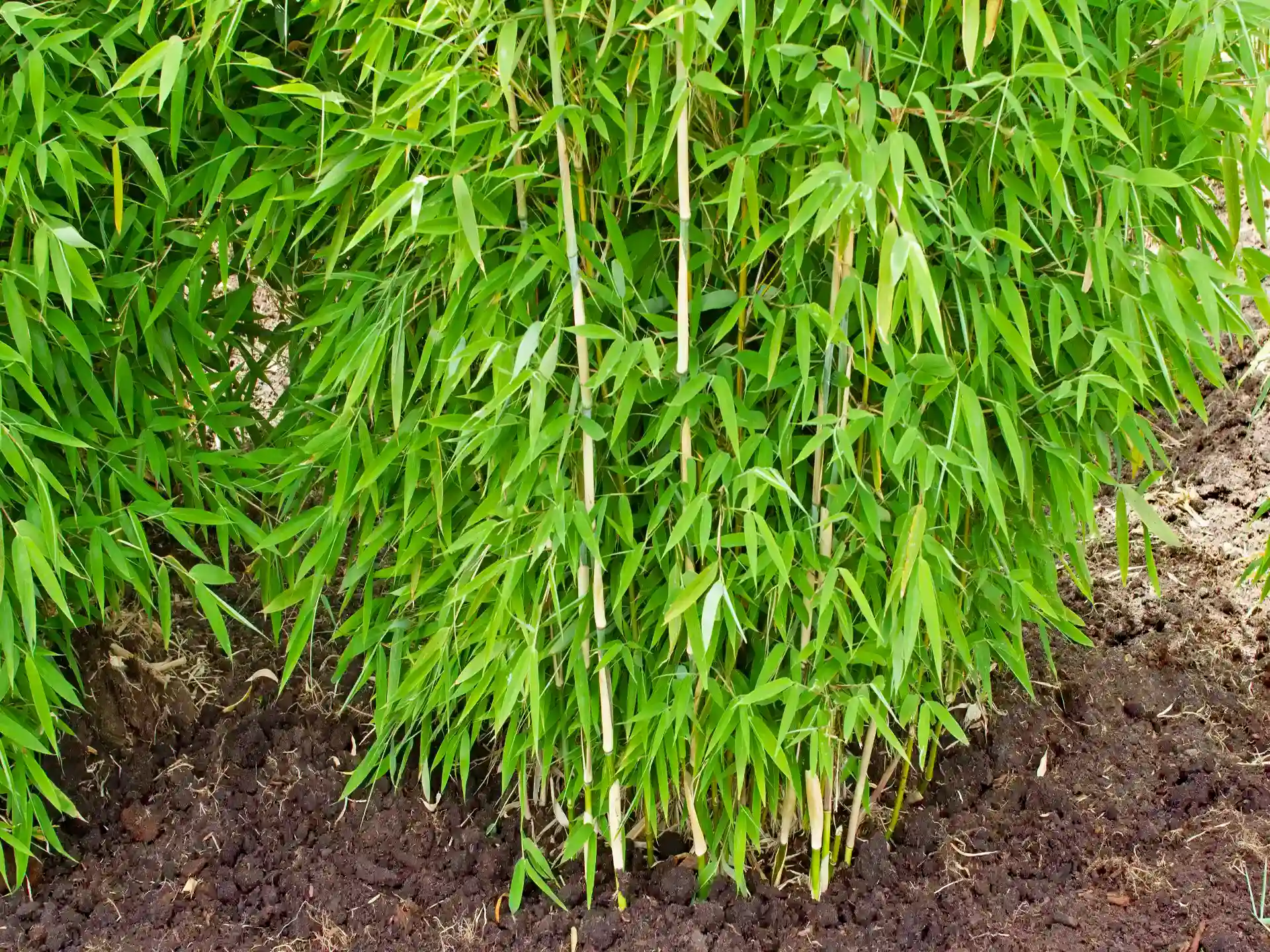 Bambus Fargesia 'Green Lion'®