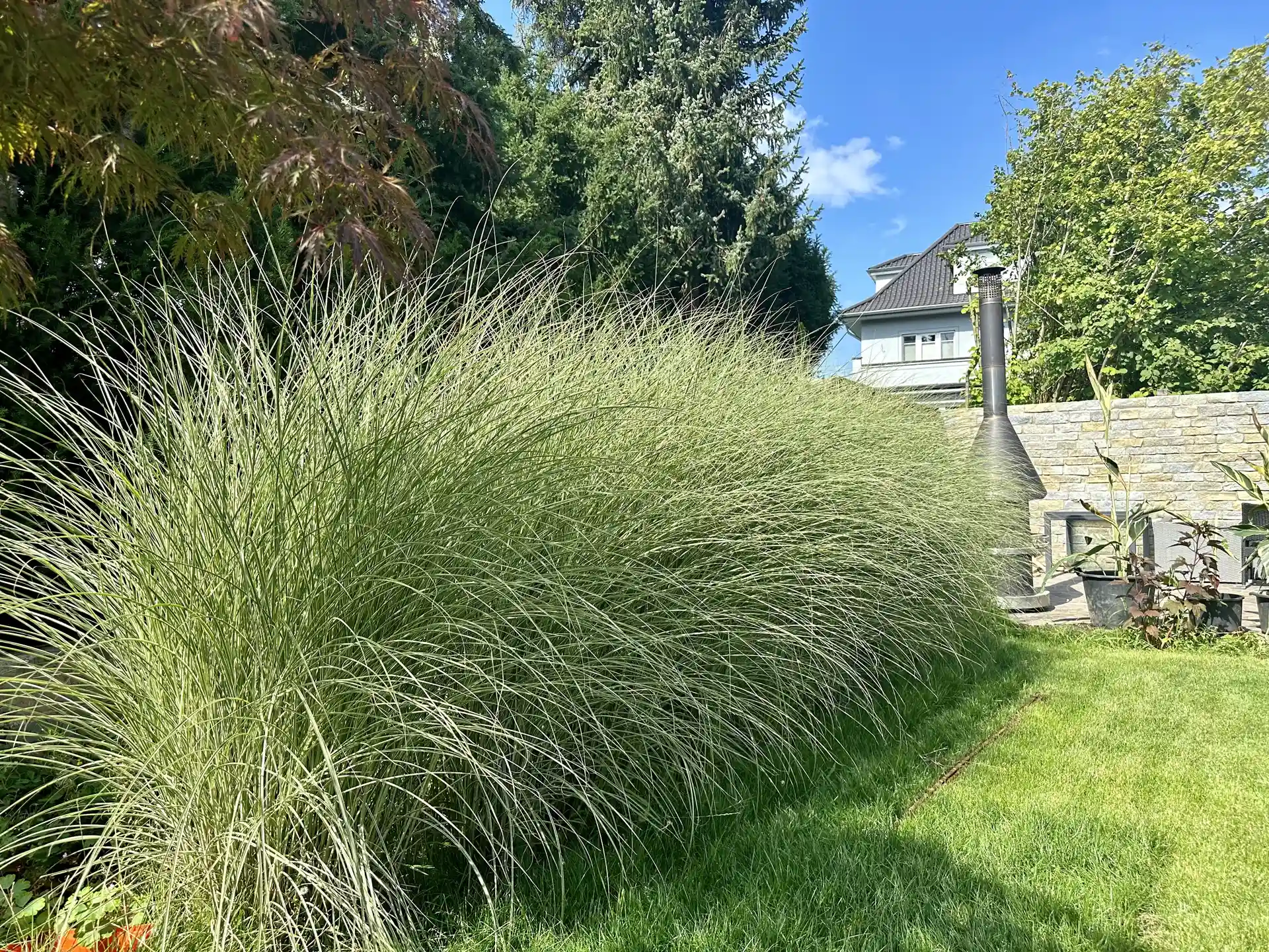 Miscanthus isnensis 'Morning light' mit elegant überhängendem, schmalem Laub in sonniger Rasenfläche.