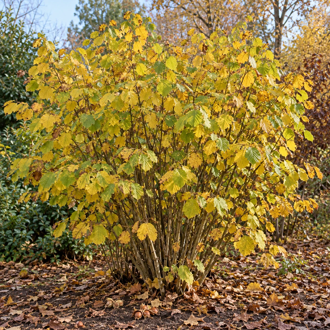 Gewöhnliche Hasel mit gelbem Herbstlaub.
