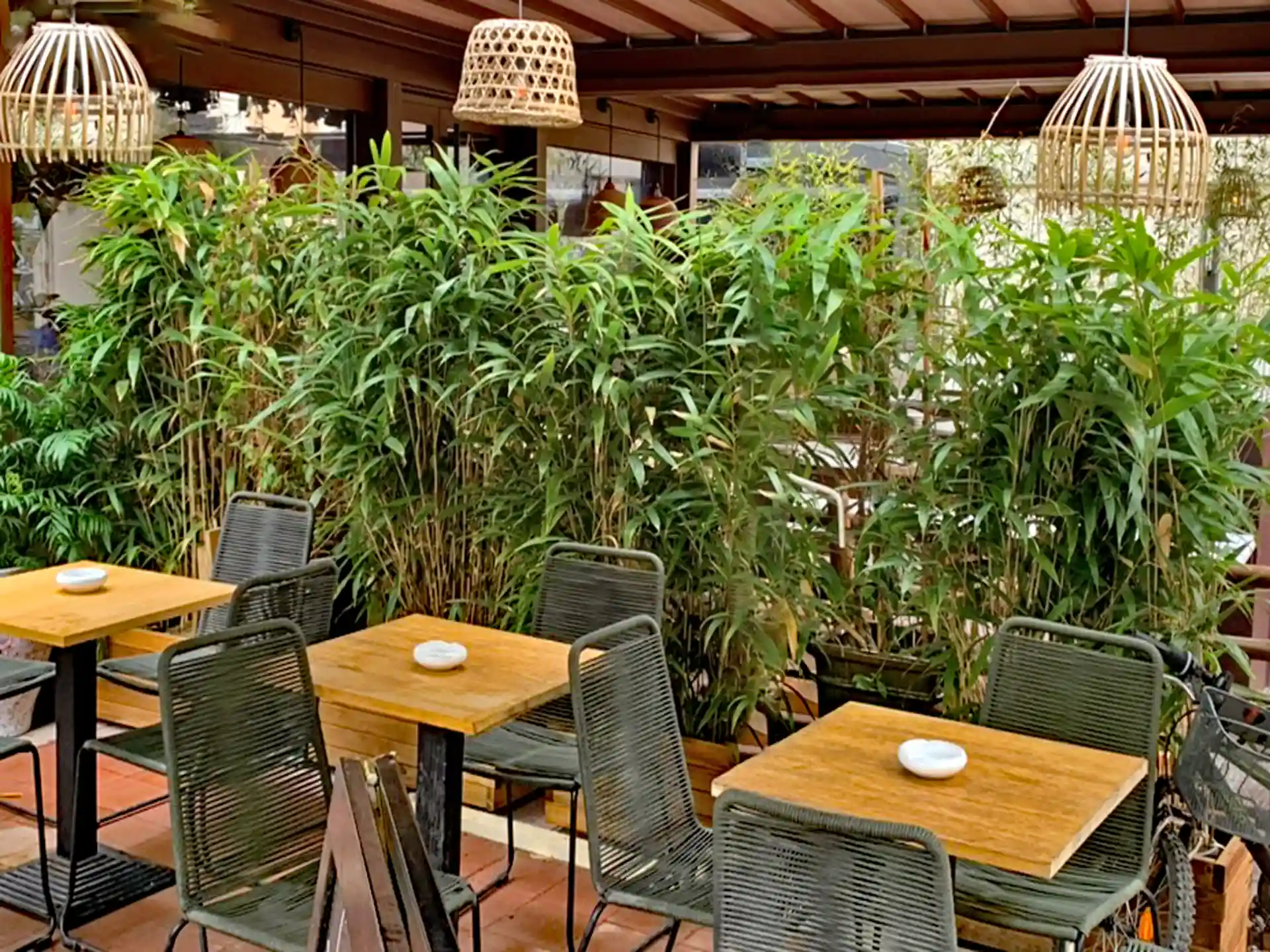 Bambus Pseudosasa japonica als Terrassenpflanze im Restaurant - tropisches Flair und natürlicher Sichtschutz für Terrassen.