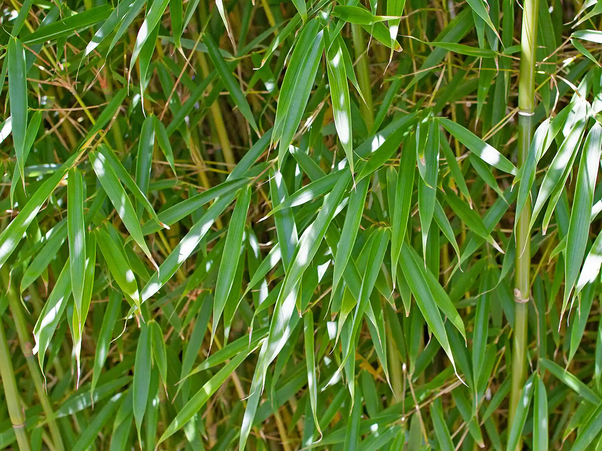 Detailansicht der immergrünen Blätter des Bambus Fargesia Robusta Capbell - eleganter Sichtschutzbambus.