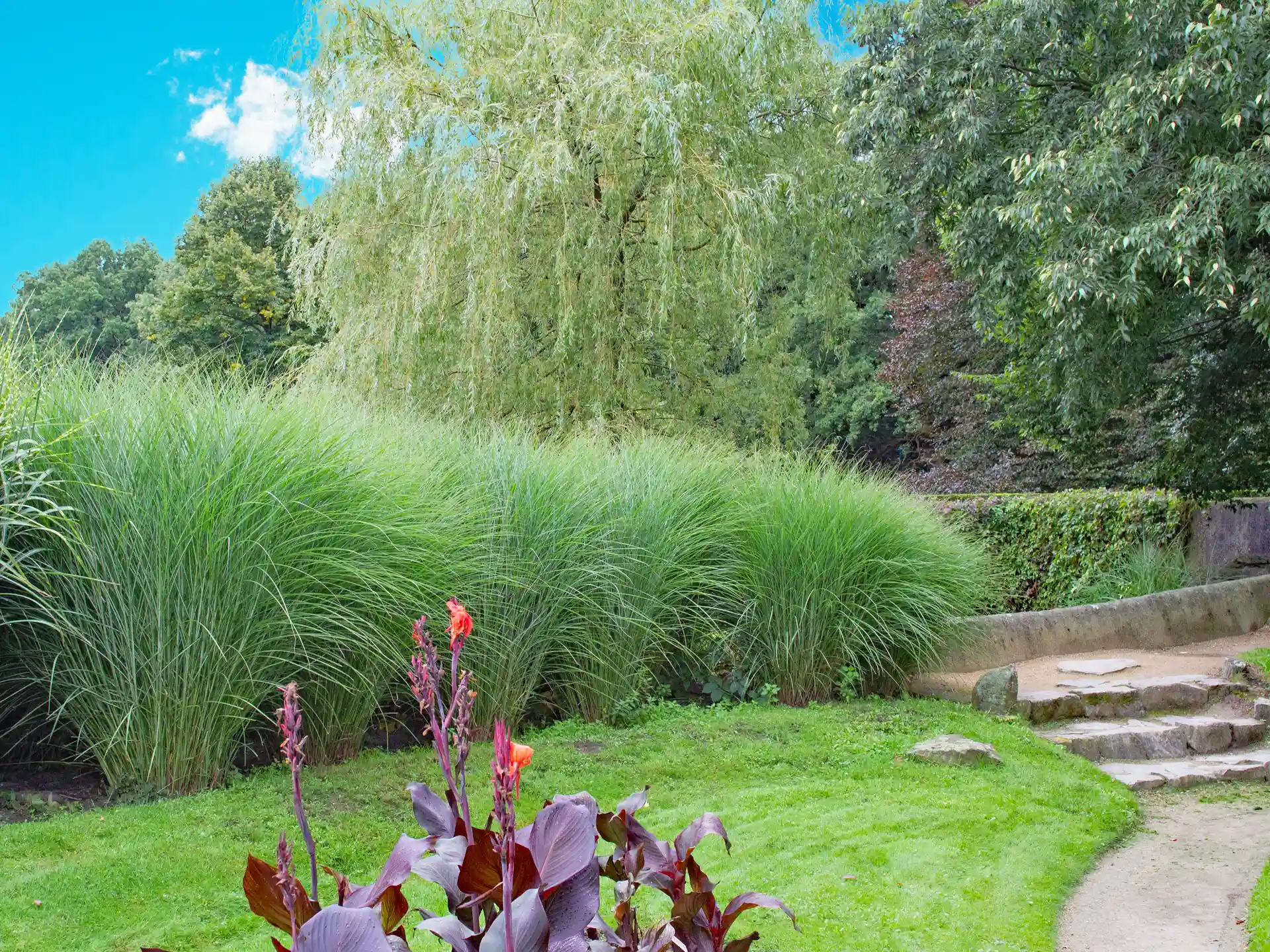 Chinaschilf Miscanthus sinensis 'Gracillimus' - elegant geschwunges Laub und luftiger Habitus, ein bewährter Klassiker unter den Ziergräsern für Beete und Böschungen.