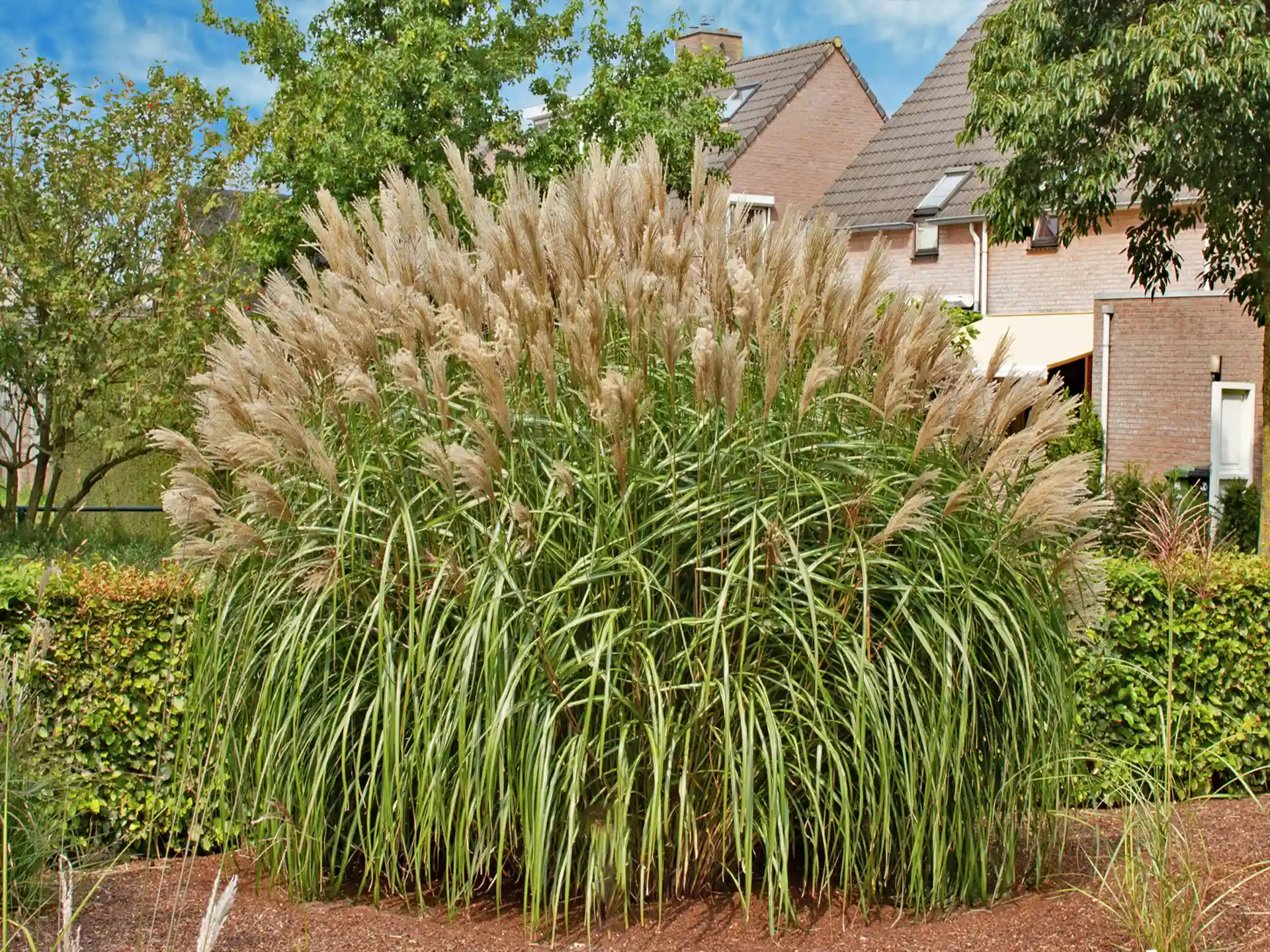 Miscanthus sinensis 'Malepartus' als dichter Solitär mit kräftigem Blattwerk und auffälligen Blütenrispen vor moderner Hausfassade.
