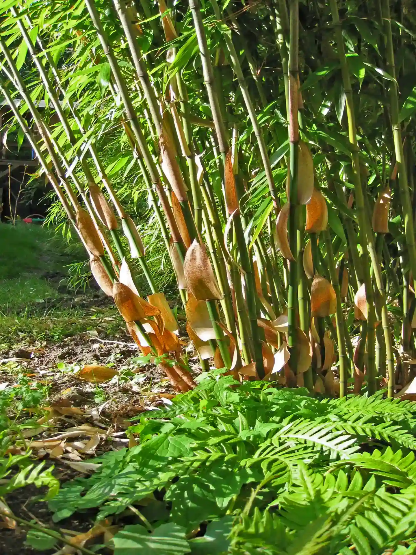 Halmbasis der Bambusart Fargesia Robusta Wolong mit Hüllblättern und Farn im Vordergrund - kräftige Halme mit dekorativen Hüllblättern.