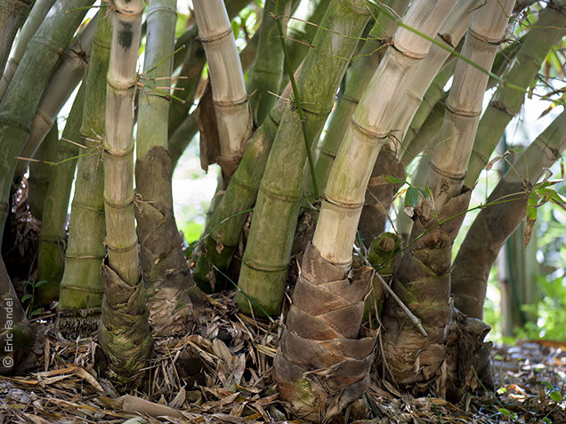 Dendrocalamus jianshuiensis