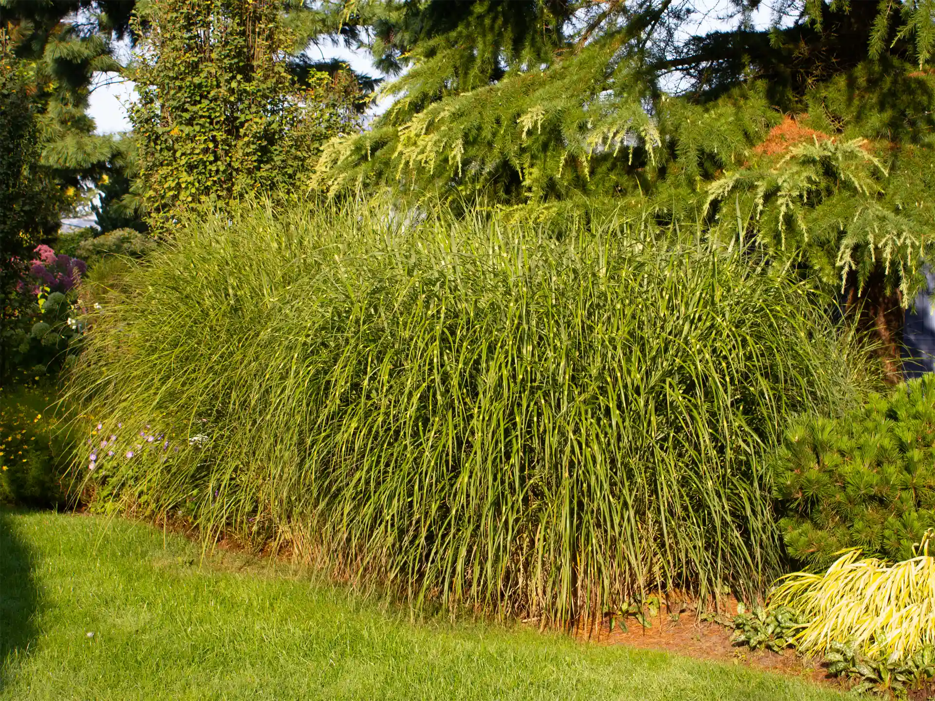 Miscanthus sinensis 'Zebrinus' in aufrechter, breit wachsender Form mit markanten gelben Querstreifen in sonnigem Garten.