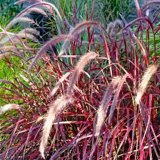 Lampenputzergras-Fireworks 616x616