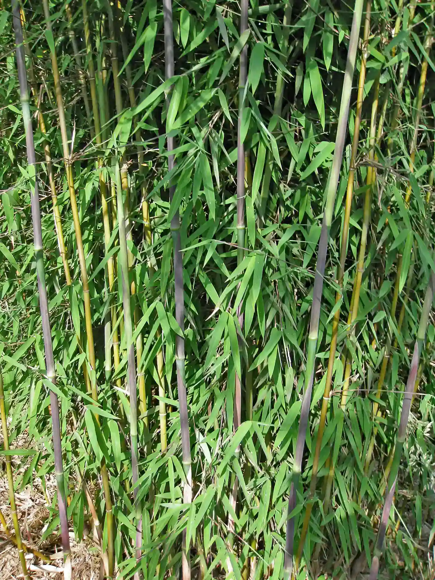Nahaufnahme der Halme und Blätter des Fargesia 'Jiuzhaigou 1' - schlanke, rote Halme mit zartem Blattwerk, hervorragend für halbschattige Lagen.
