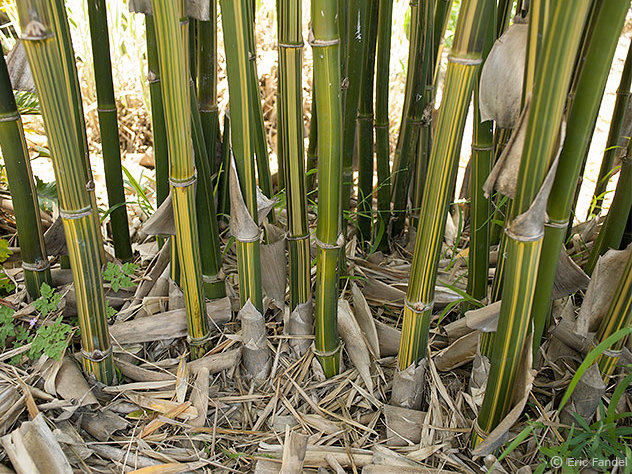 Gigantochloa apus