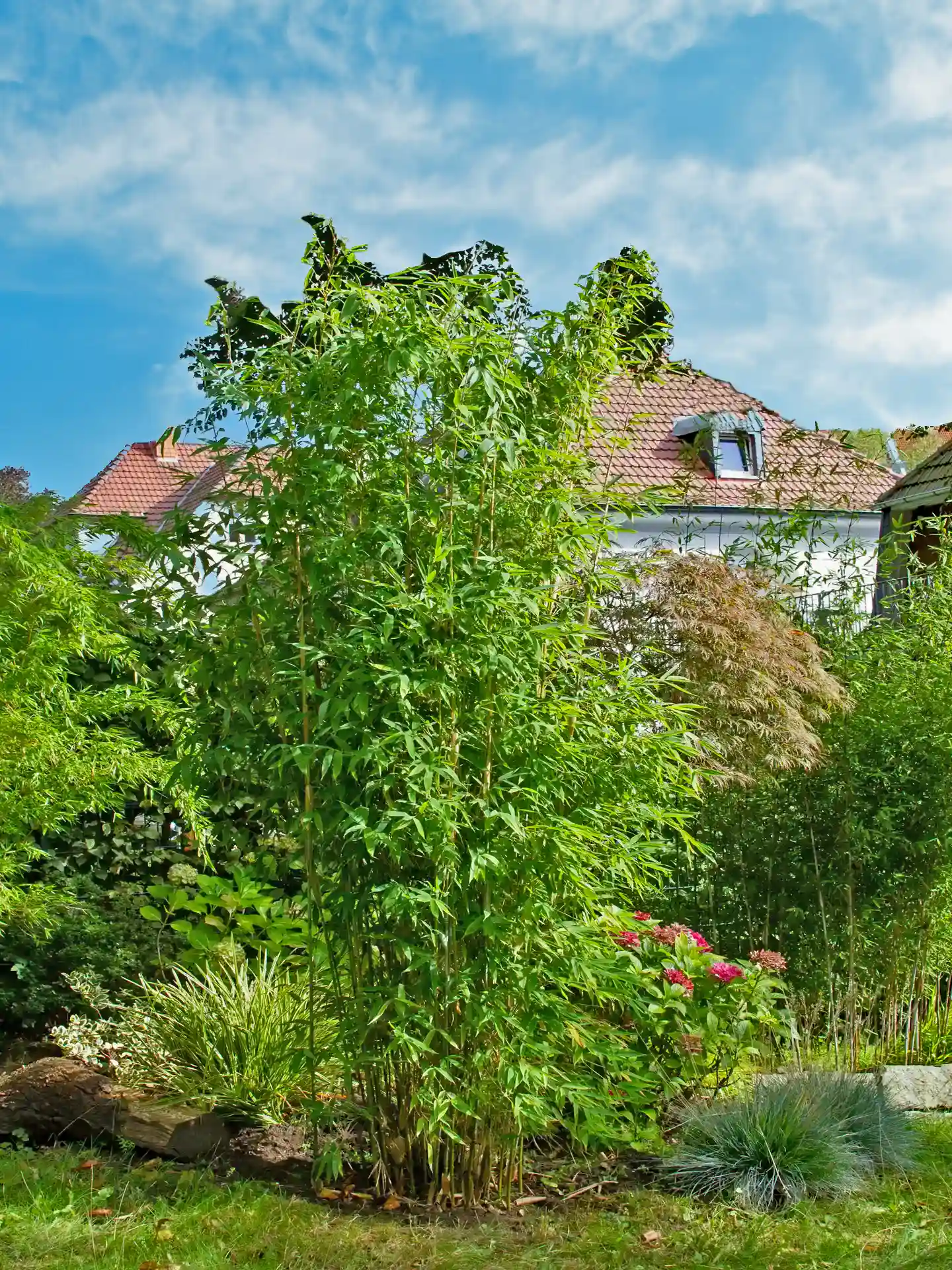 Bambus Fargesia 'Maasai'® Bambus Fargesia 'Maasai' im Garten mit Haus im Hintergrund - kompakter Zierbambus für kleine Gärten und Vorgärten, robust und winterhart.