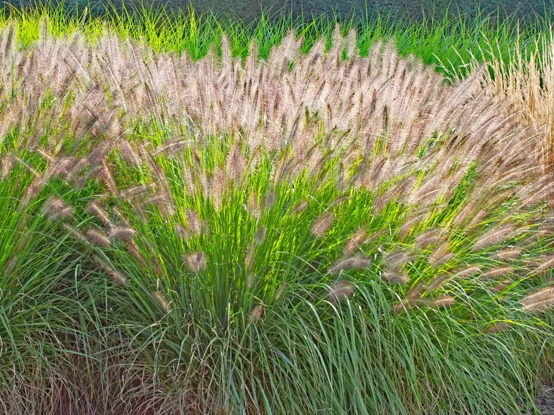Pennisetum aux épis clairs et au feuillage arqué et retombant