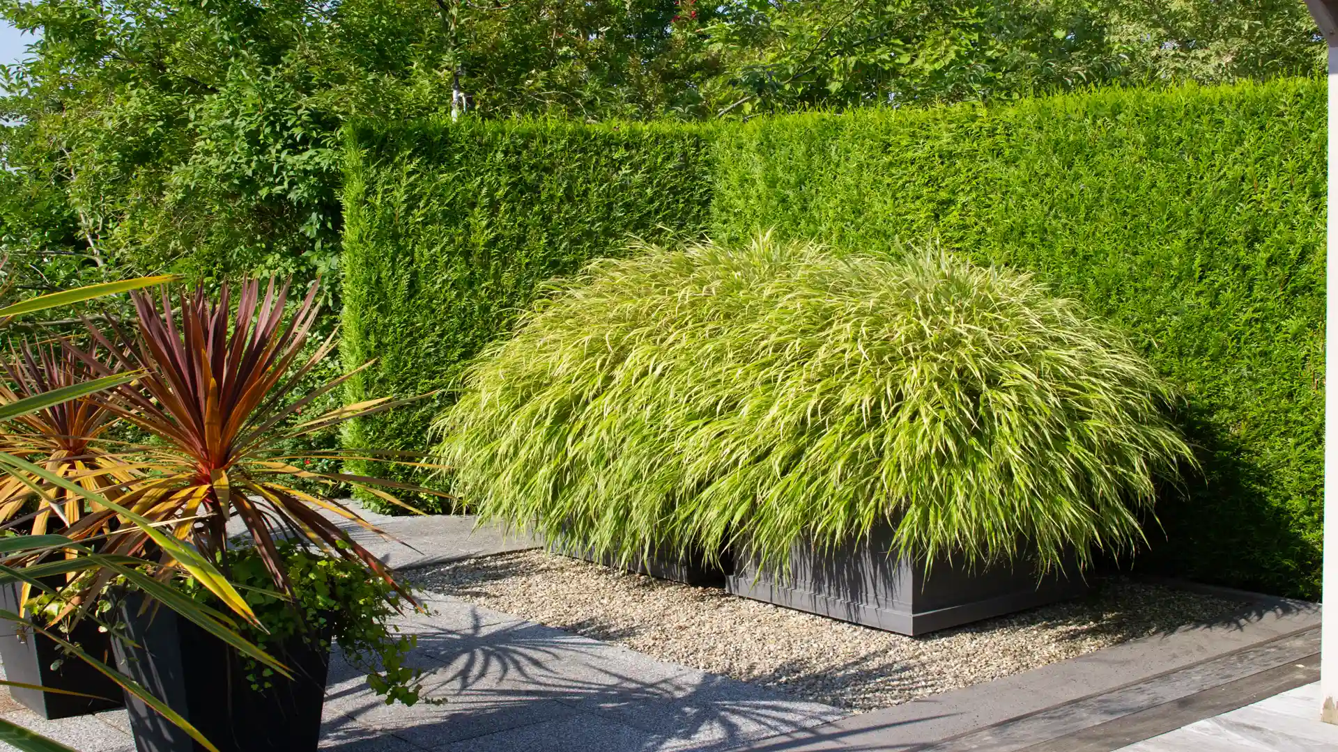 Hakonechloa, Japanisches Waldgras üppig im Kübel im Kontrast zur akkurat geschnittenen Hecke
