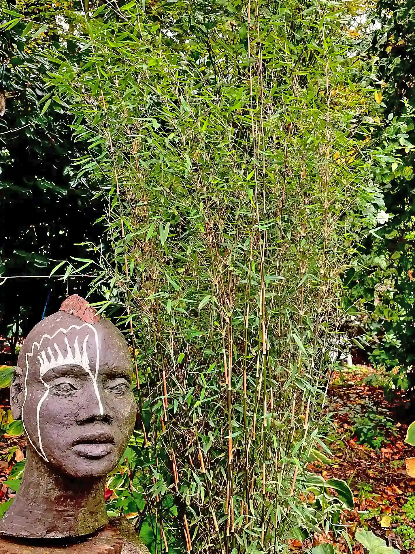 Schmal aufrecht wachsender Bambus Fargesia ‘Black Badger’ mit dunklen Halmen und feinem Laub, im Garten neben einer kunstvollen Skulptur platziert