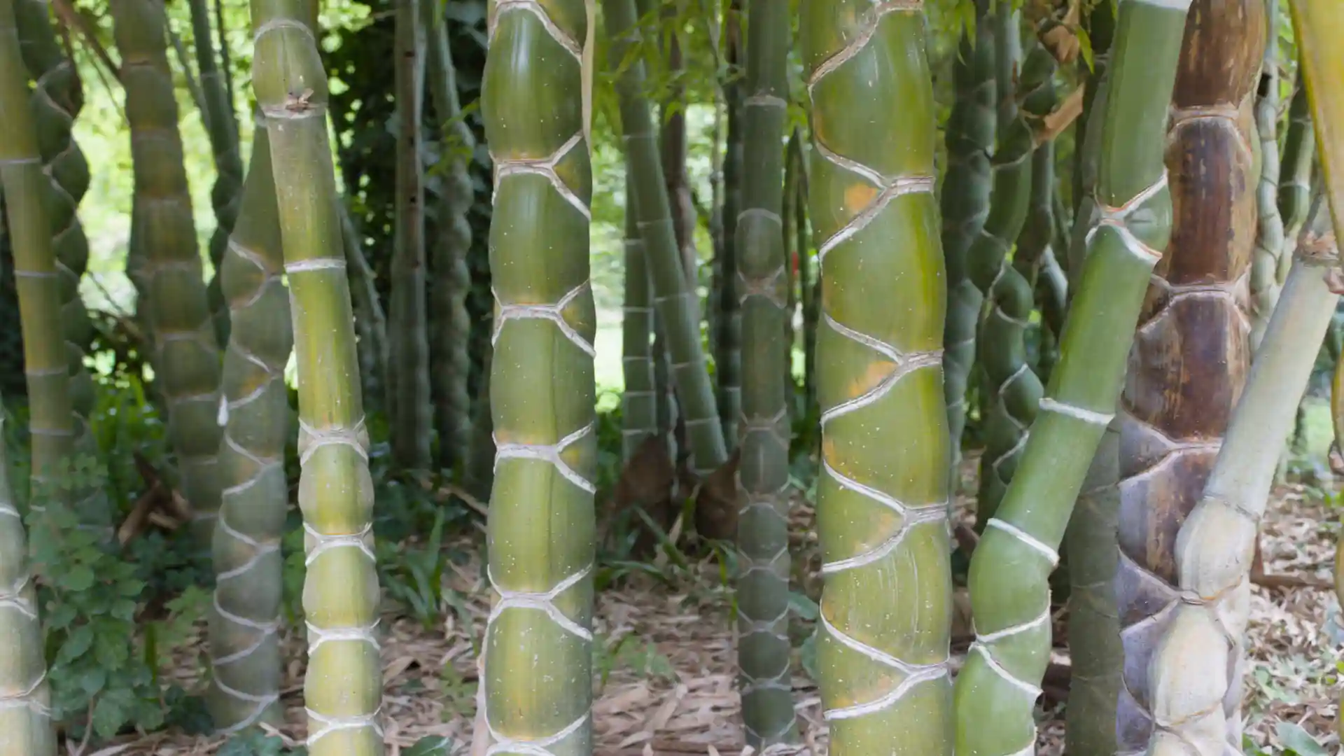 Typische Internodien bei Phyllostachys Kikku Chiku