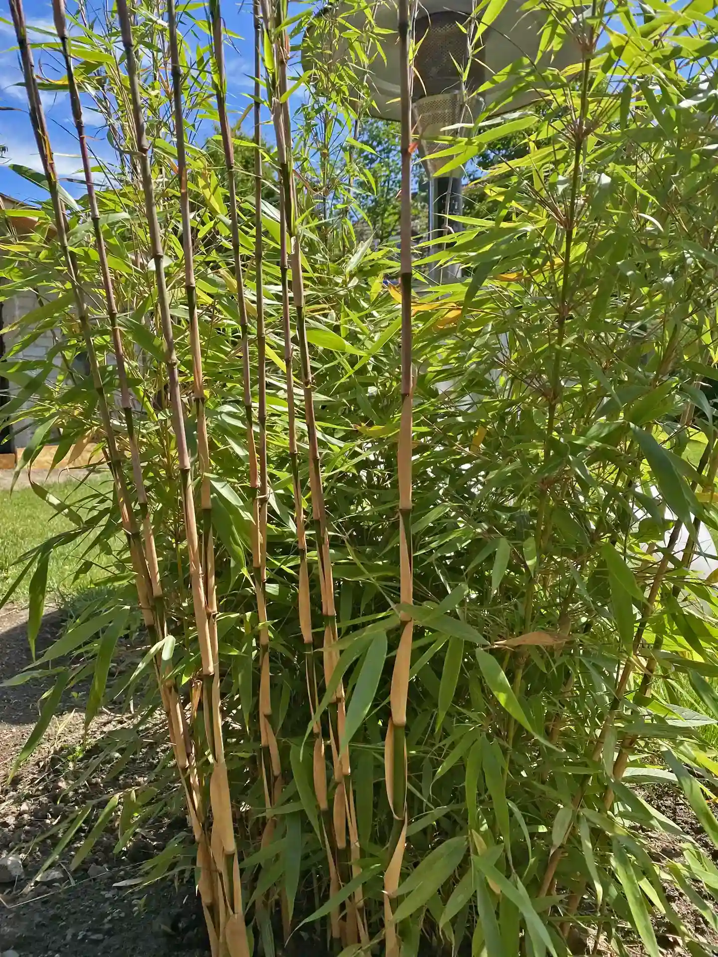 Freistehender Bambus Fargesia Rufa Sunbird in sonniger Lage als Zierpflanze - eleganter Bambus mit aufrechtem Wuchs und hoher Winterhärte.