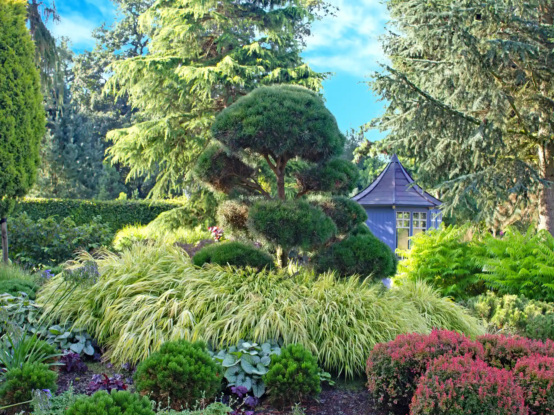 Hakonechloa macra 'Aureola'