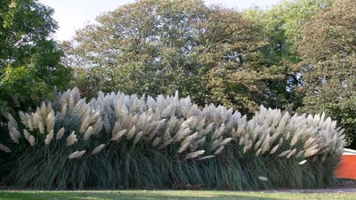 Pampasgras Cortaderia selloana als riesige Hecke