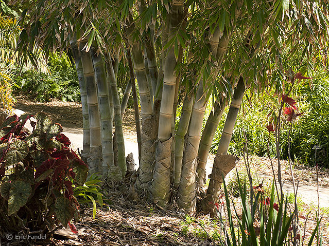 Dendrocalamus asper Betung Hitam