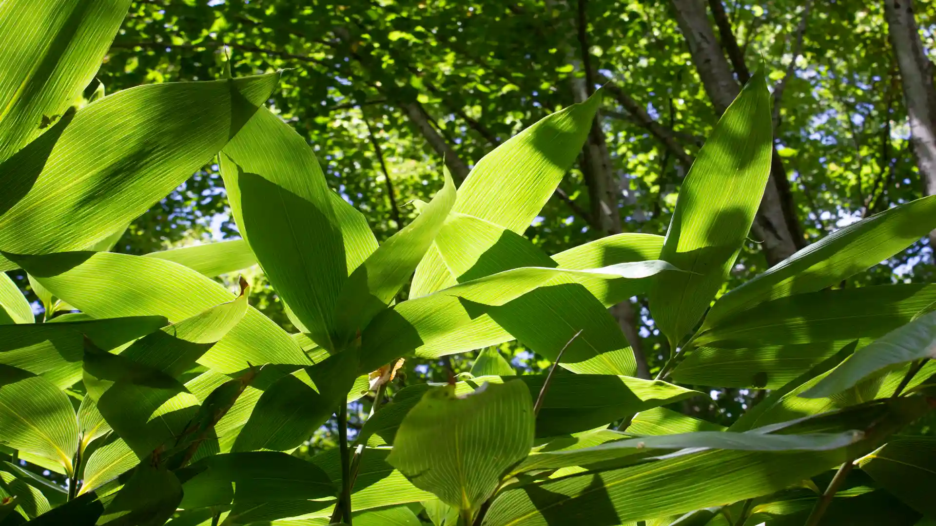 Bambusblätter in Kombination von Sonnenlicht und Schatten