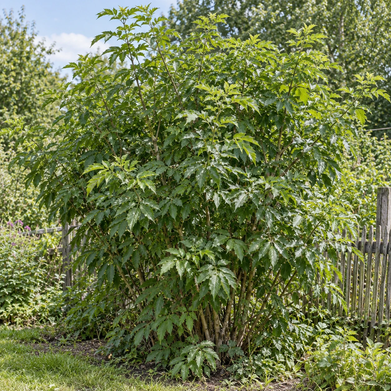 Schwarzer Holunder als kräftiger Strauch im Garten.