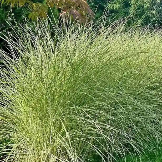 Hohe, dichte Grasbüschel mit schmalen, langen Blättern in einem Garten. Der Hintergrund zeigt unschärferes Laub von Bäumen.
