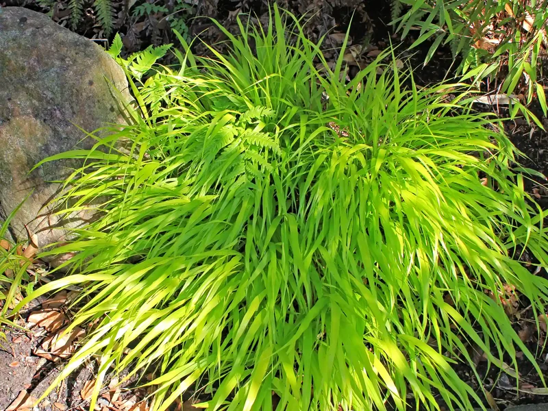 Herbe du Japon vert clair entre des pierres naturelles à l’ombre légère