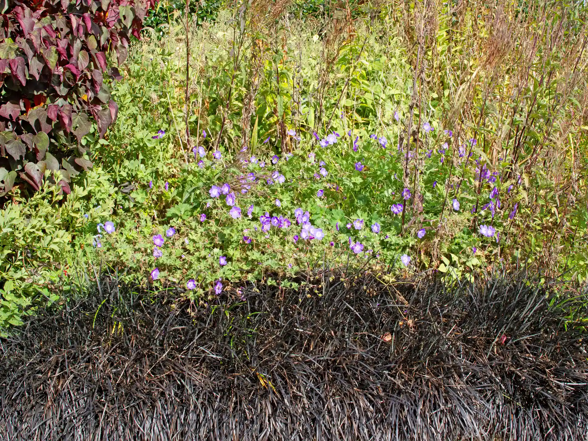 Ophiopogon planiscapus Nigrescens Schwarzer Schlangenbart 'Nigrescens' in Kombination mit blühenden Stauden im Gartenbeet.