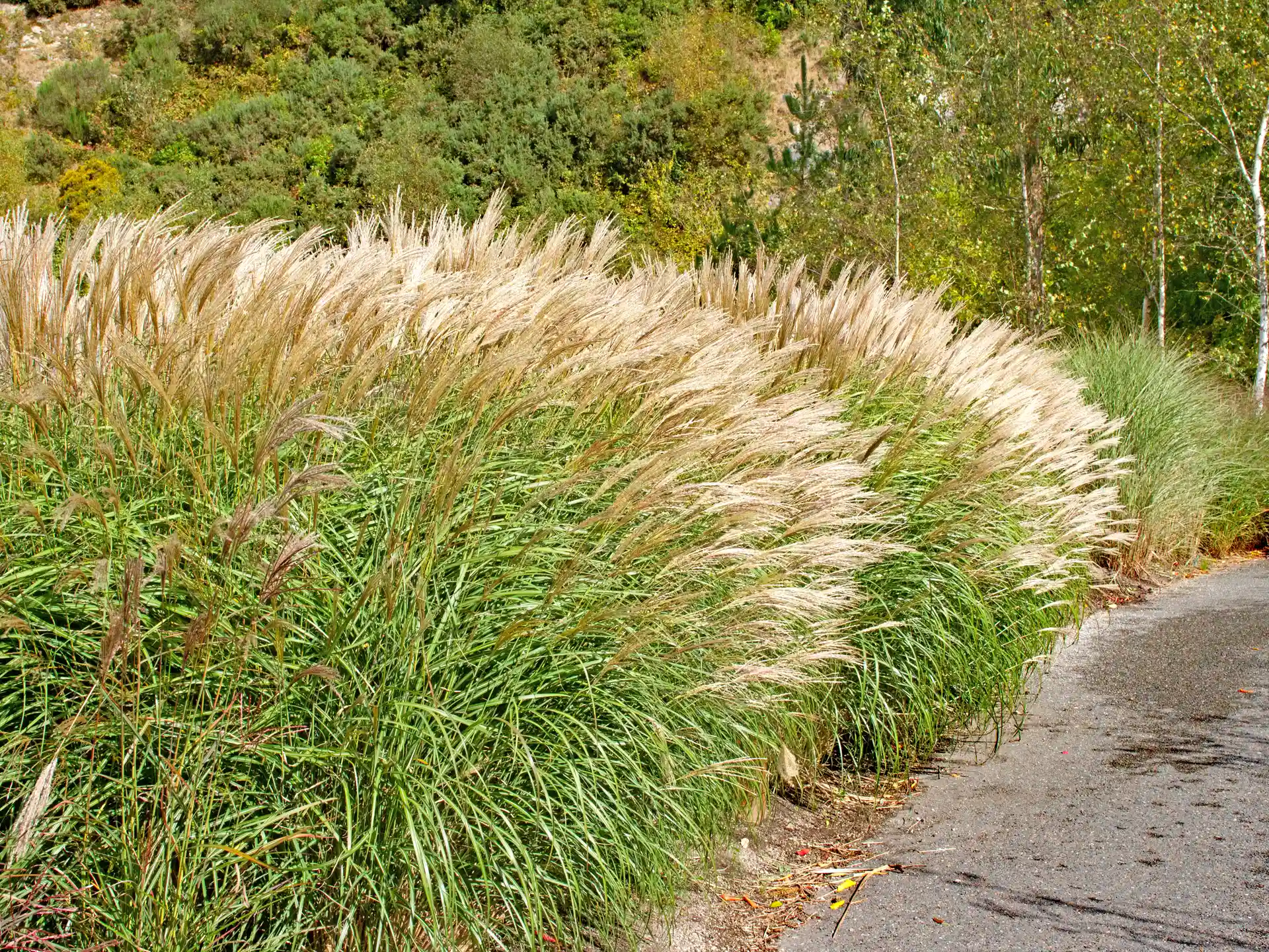 Miscanthus sinensis 'Malepartus' als dichter Solitär mit kräftigem Blattwerk und auffälligen Blütenrispen vor moderner Hausfassade.