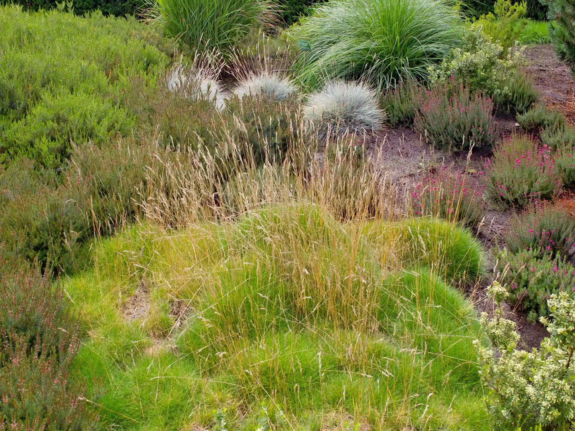 Kissenartig wachsendes Bärenfellgras Festuca gautieri in naturnaher Hangbepflanzung mit kontrastierenden Stauden.