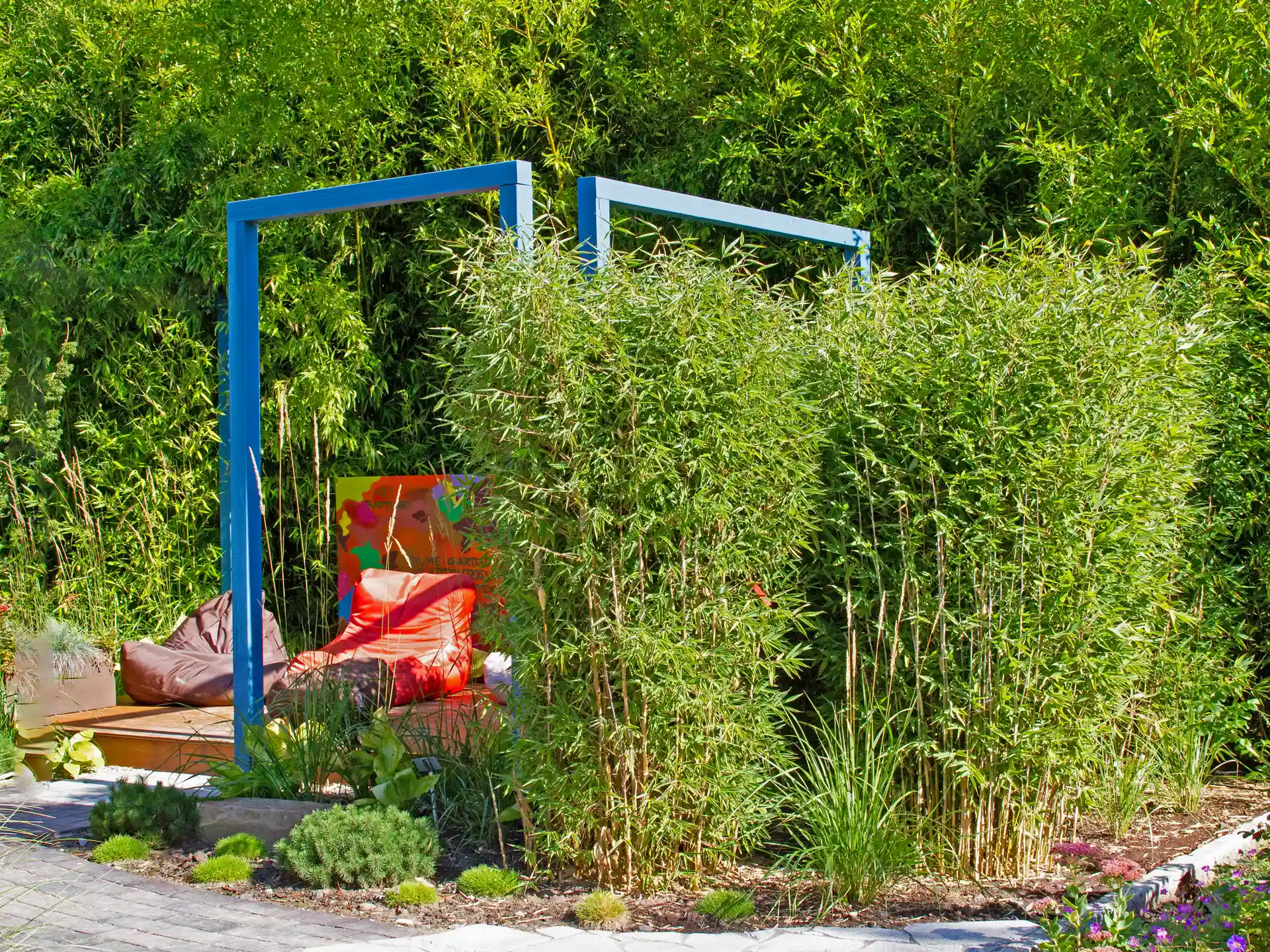 Fargesia 'Red Zebra' im modernen Gartenkonzept mit blauem Strukturrahmen um Terrasse - schnell wachsender Bambus für Struktur und Sichtschutz.