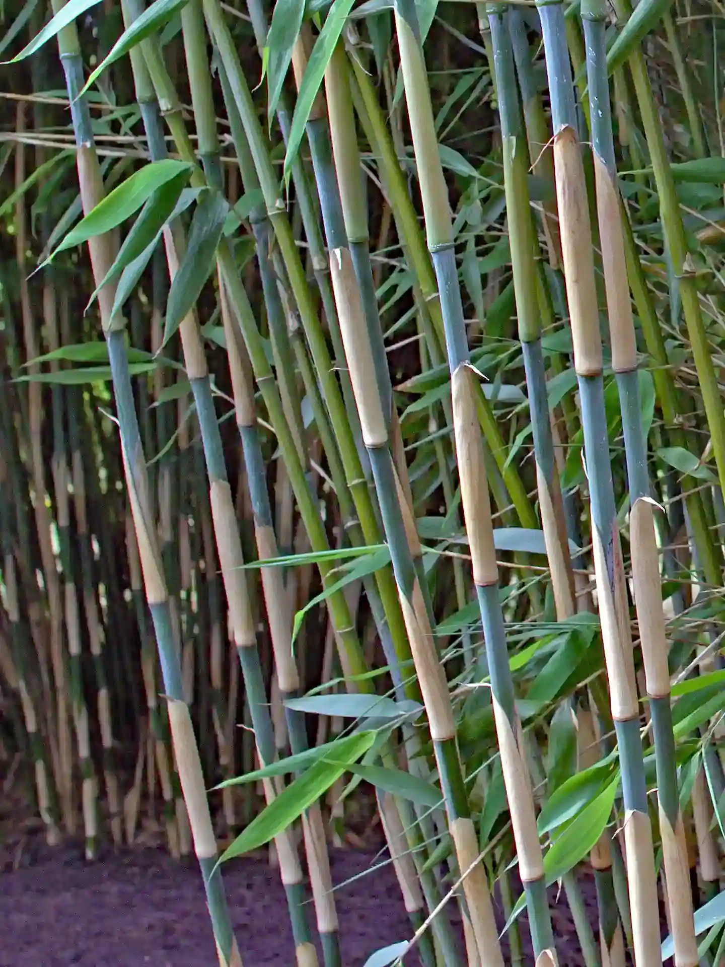 Dekorativer Bambus Fargesia ‘Elephant Talk’ mit auffällig zweifarbigen Halmen in Grün und Beige – strukturstarker Hingucker für moderne Gärten.