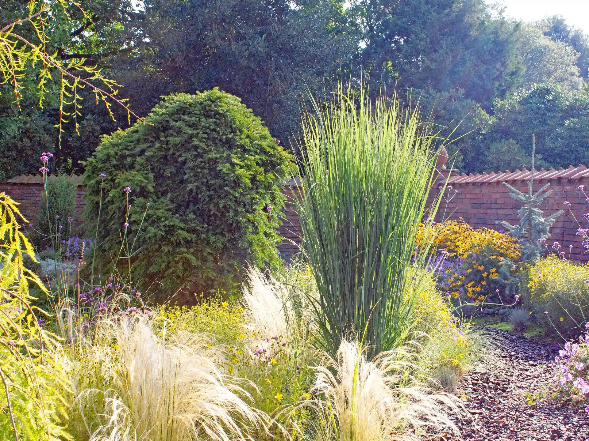 Rutenhirse Panicum virgatum Northwind kombiniert mit Ziergräsern und Stauden im Garten.