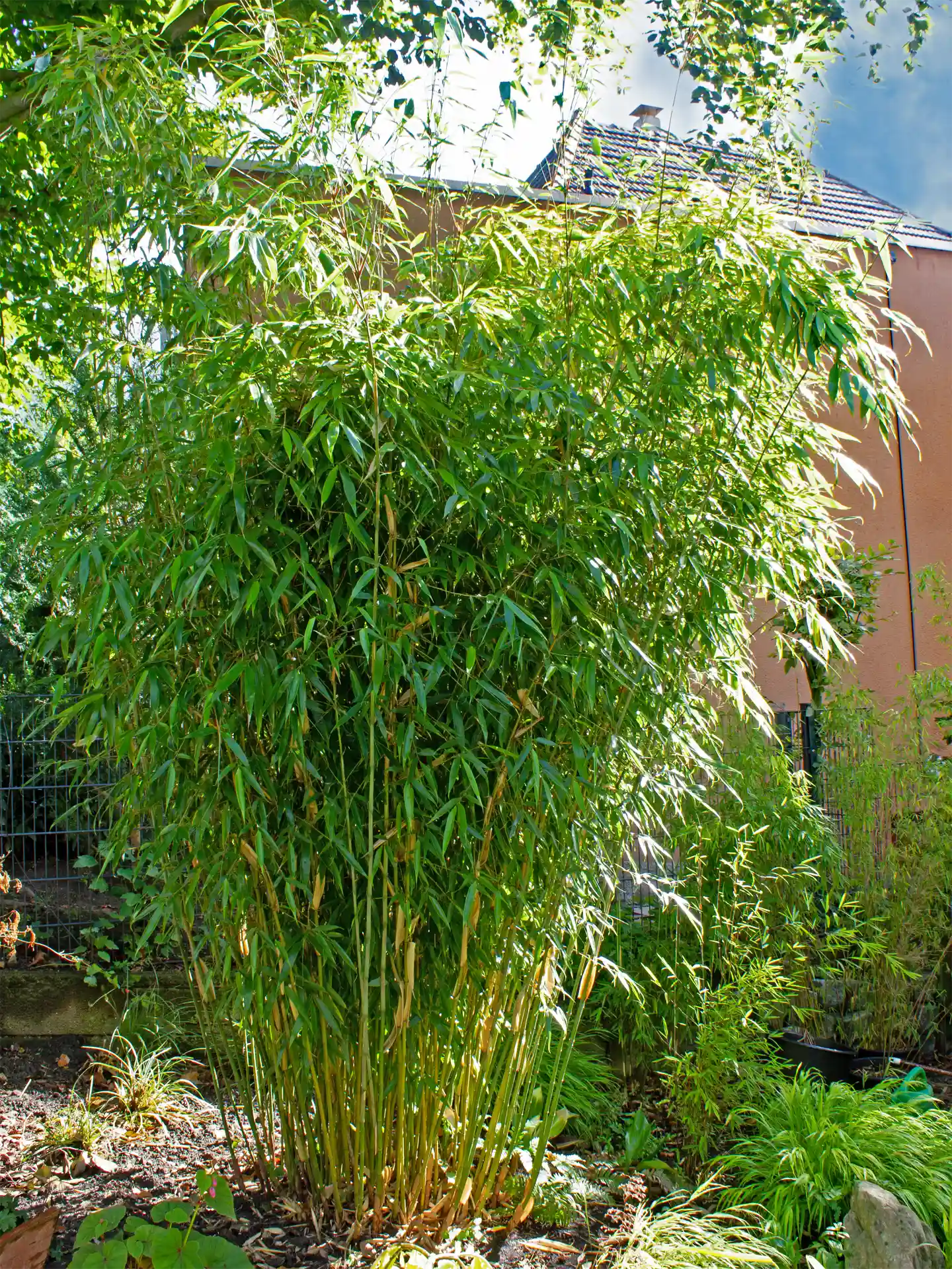 Solitäre Pflanzung von Fargesia Robusta Wolong in halbschattiger Lage - elegante Wuchsform für asiatische Gartengestaltung.
