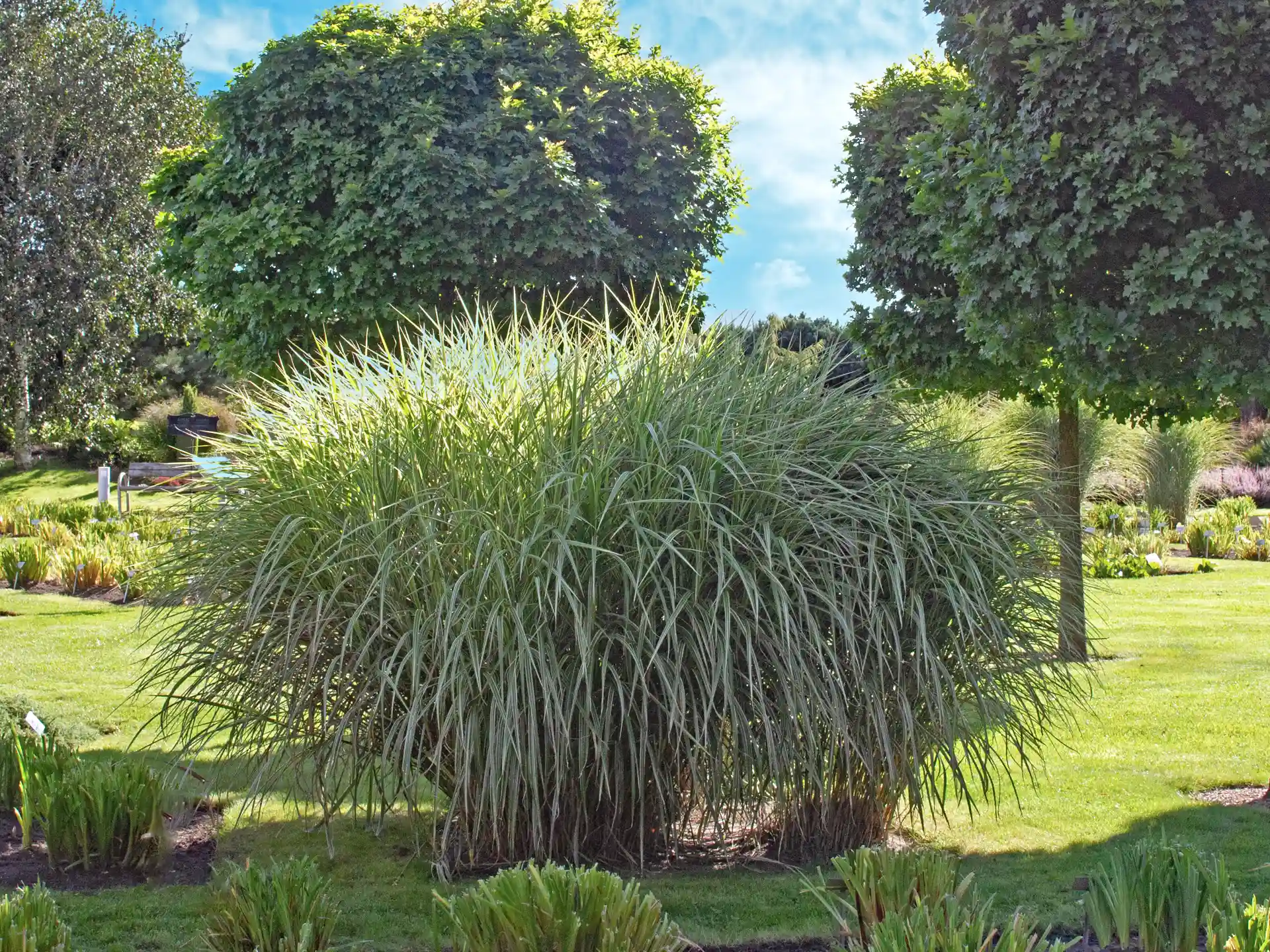 Gräser als natürlicher Sichtschutz: Die schönsten Sorten im Überblick Chinaschilf Miscanthus sinensis Variegatus im Gartenbeet – pflegeleichtes, großwüchsiges Ziergras mit heller Blattzeichnung.