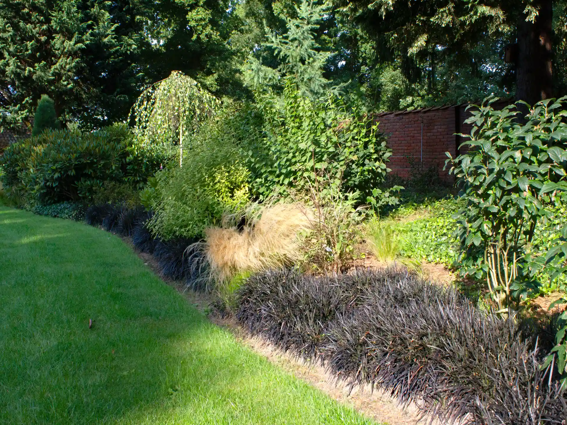 Schwarzer Schlangenbart als flächiger Bodendecker entlang einer Rasenfläche im Garten. 