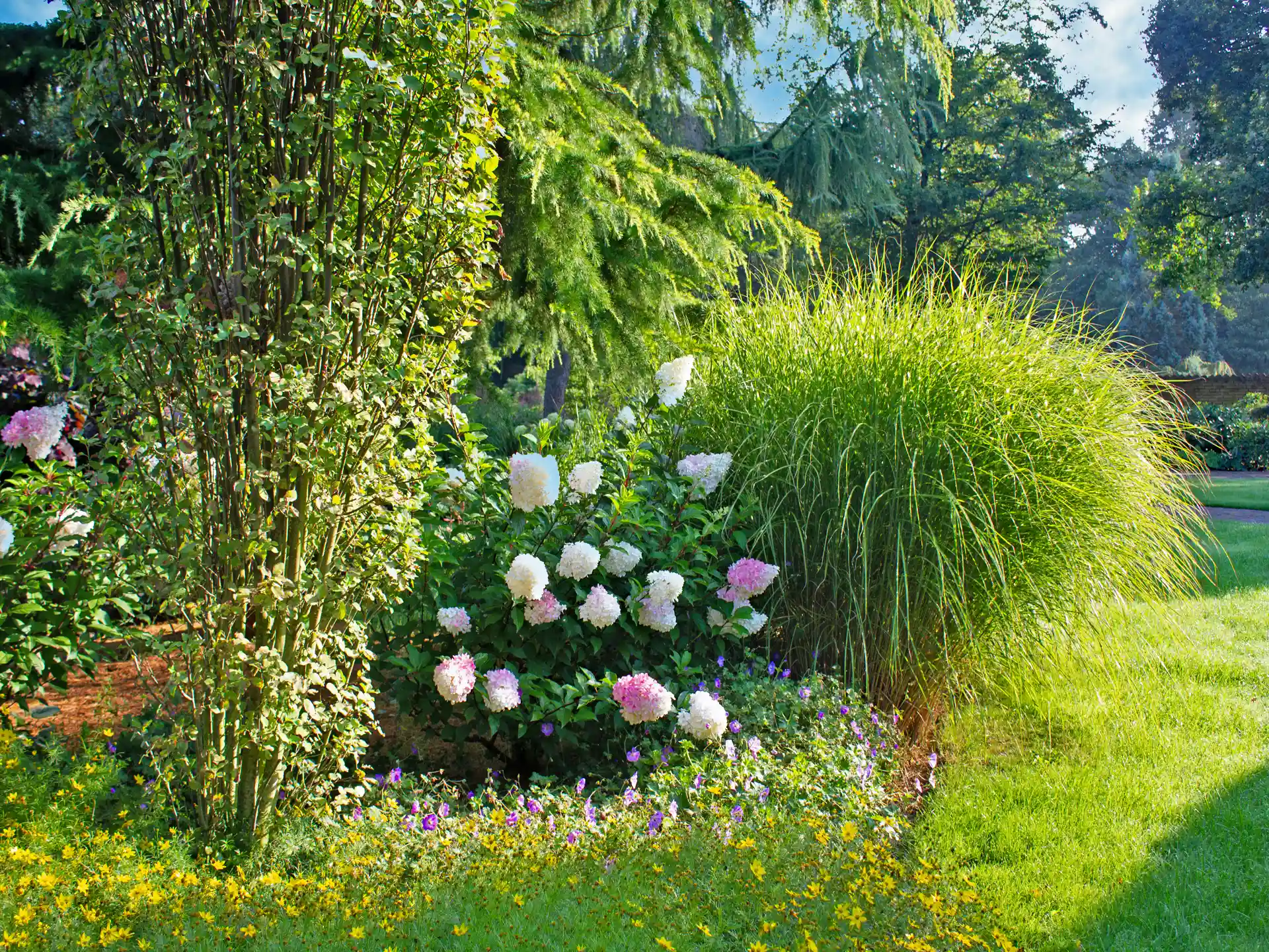 Miscanthus sinensis 'Strictus' im gemischten Gartenbeet mit rosa Hortensien, betont strukturierten Wuchs.