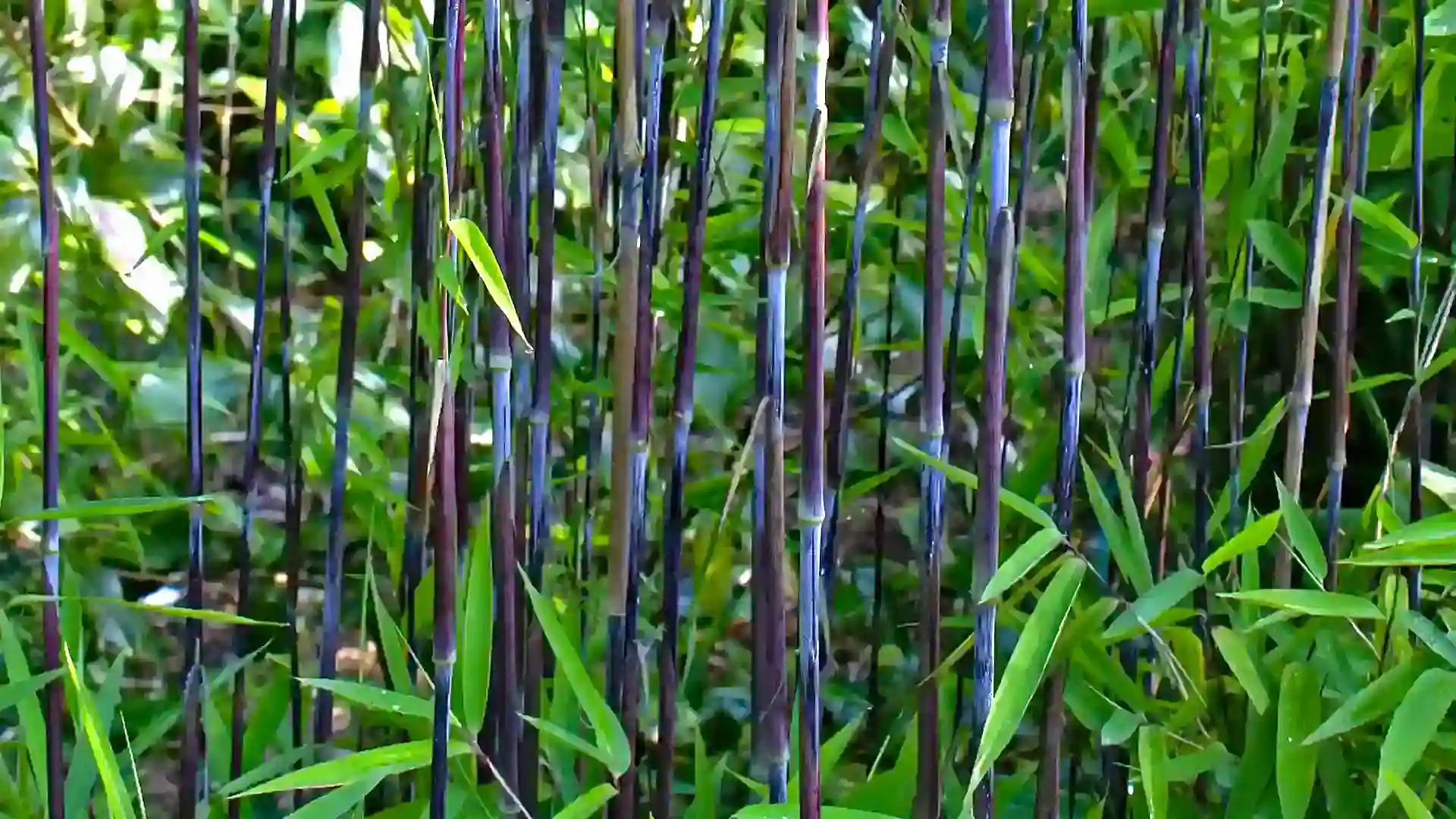 Mehrere schwarze Bambusstämme mit grünen Blättern im Vordergrund. Hintergrund mit dichtem, frischem Grün. Natürliche Outdoor-Szene, die eine ruhige und üppige Pflanzenwelt zeigt.