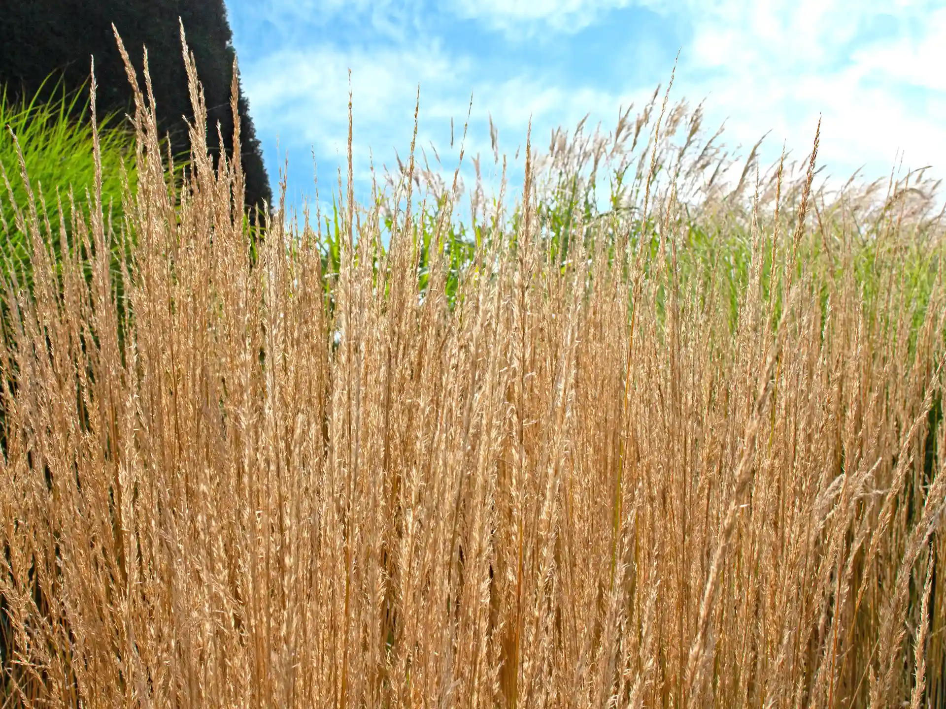 Nahaufnahme von Reitgras Karl Foerster mit goldbraunen Halmen im sonnigen Garten.