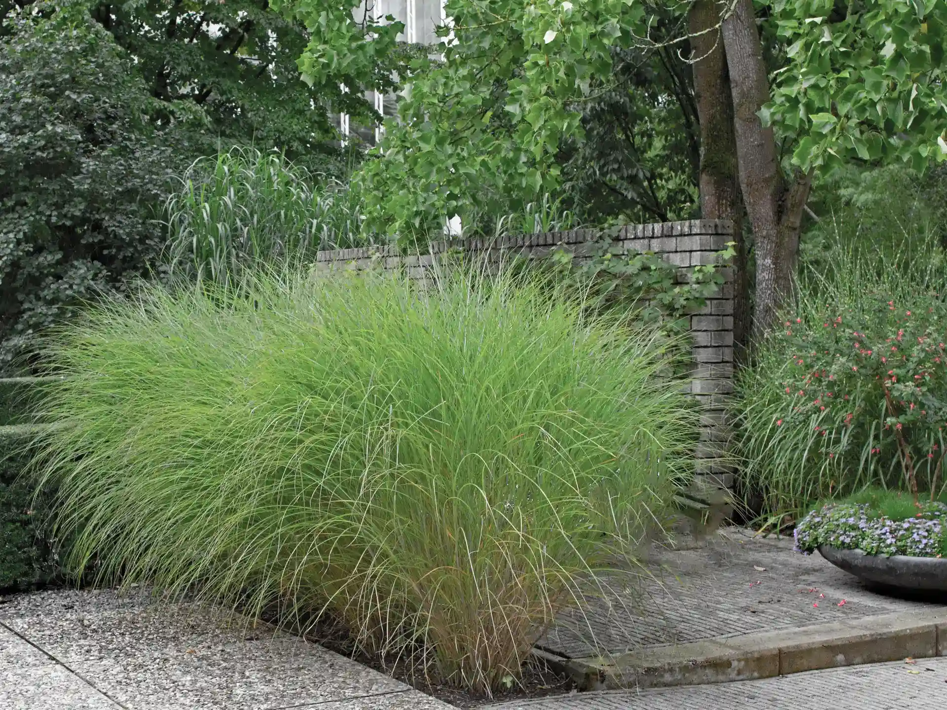 Chinaschilf 'Gracillimus' - feingliedriges Gras mit zartem Schwung, bringt Leichtigkeit und Bewegung in jedes Staudenbeet.