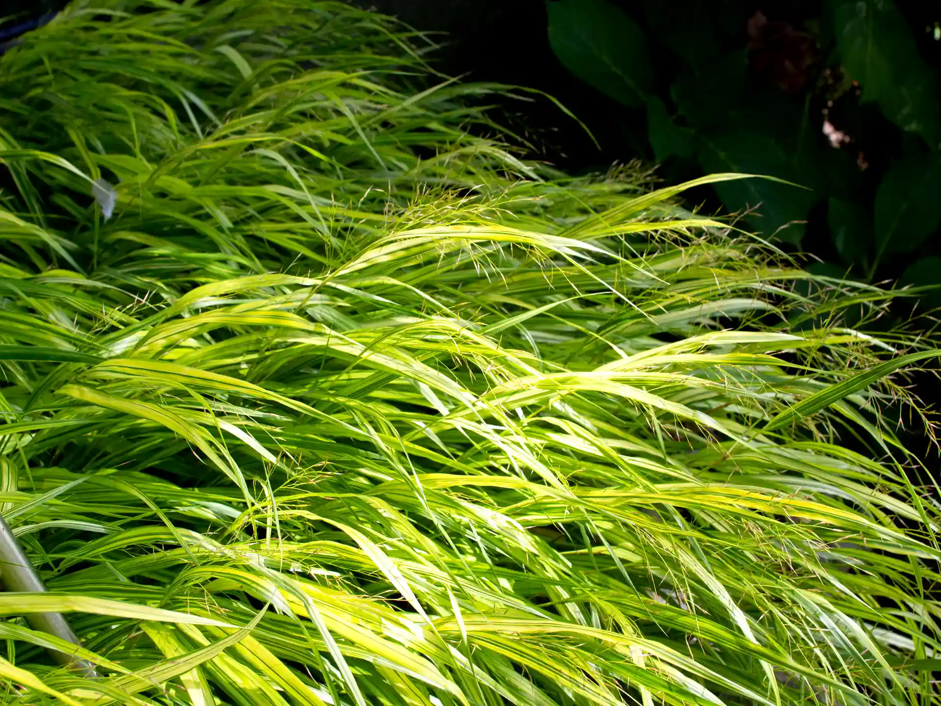 Gräser richtig pflanzen Nahaufnahme von Hakonechloa macra mit gestreiftem Laub in halbschattiger Lage.