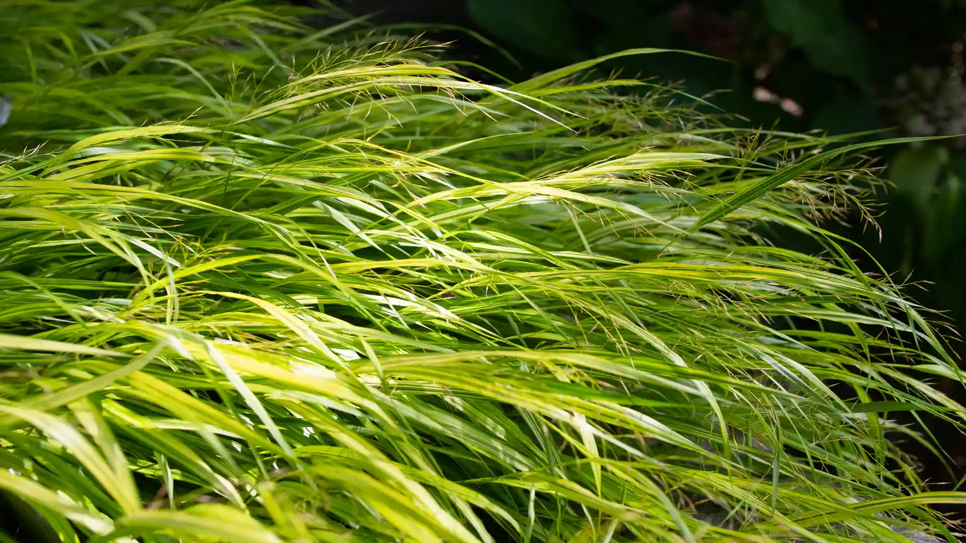 Hakonechloa, Japanisches Waldgras mit schönem Spiel aus Licht und Schatten