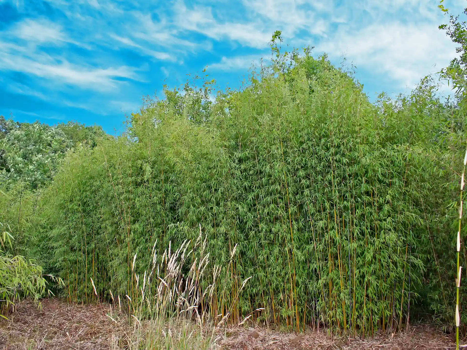 Breite Bambusgruppe der Sorte Fargesia 'Jiuzhaigou 1'. vor blauem Himmel mit rotem Halmansatz - dekorativer Bambus für Hecken und Einzelstellung.