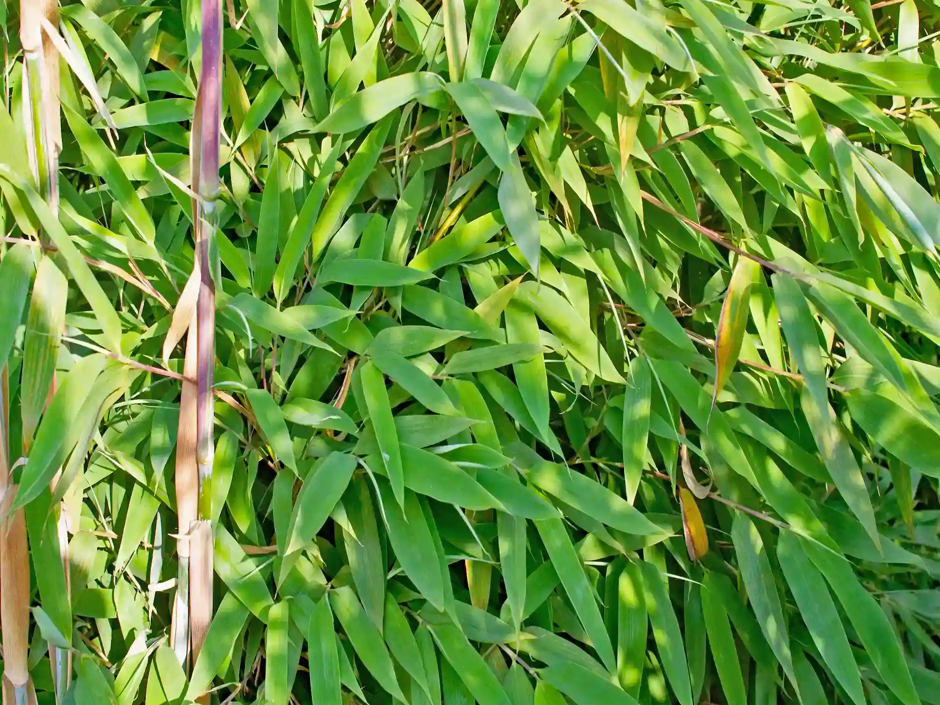 Bambus Fargesia 'Maasai'® Nahaufnahme von grünem Blattwerk des Fargesia 'Maasai' detailreiche Nahaufnahme der dichten, immergrünen Bambusblätter.