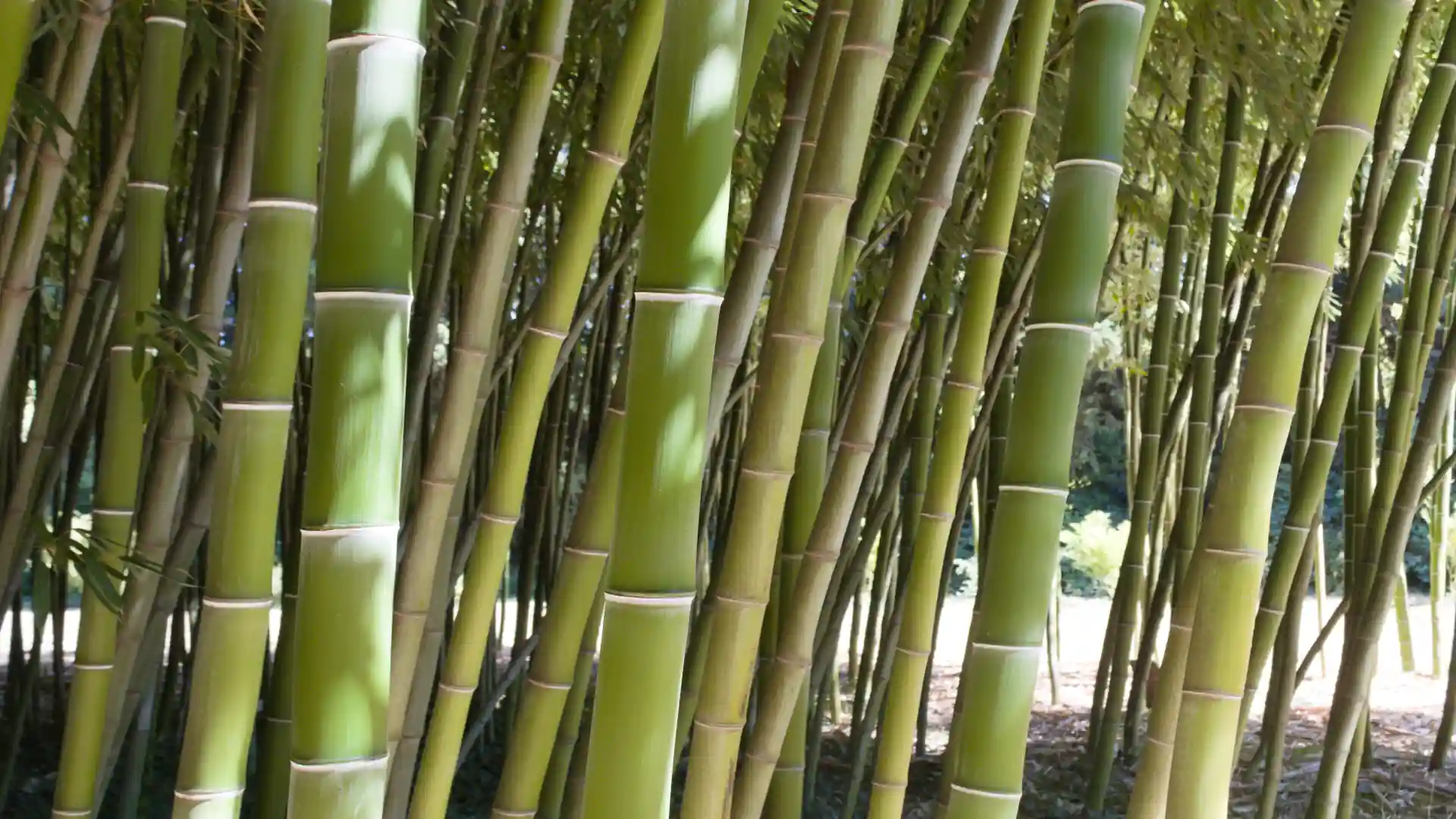 Bambushalme von Phyllostachys vivax im Sonnenlicht.