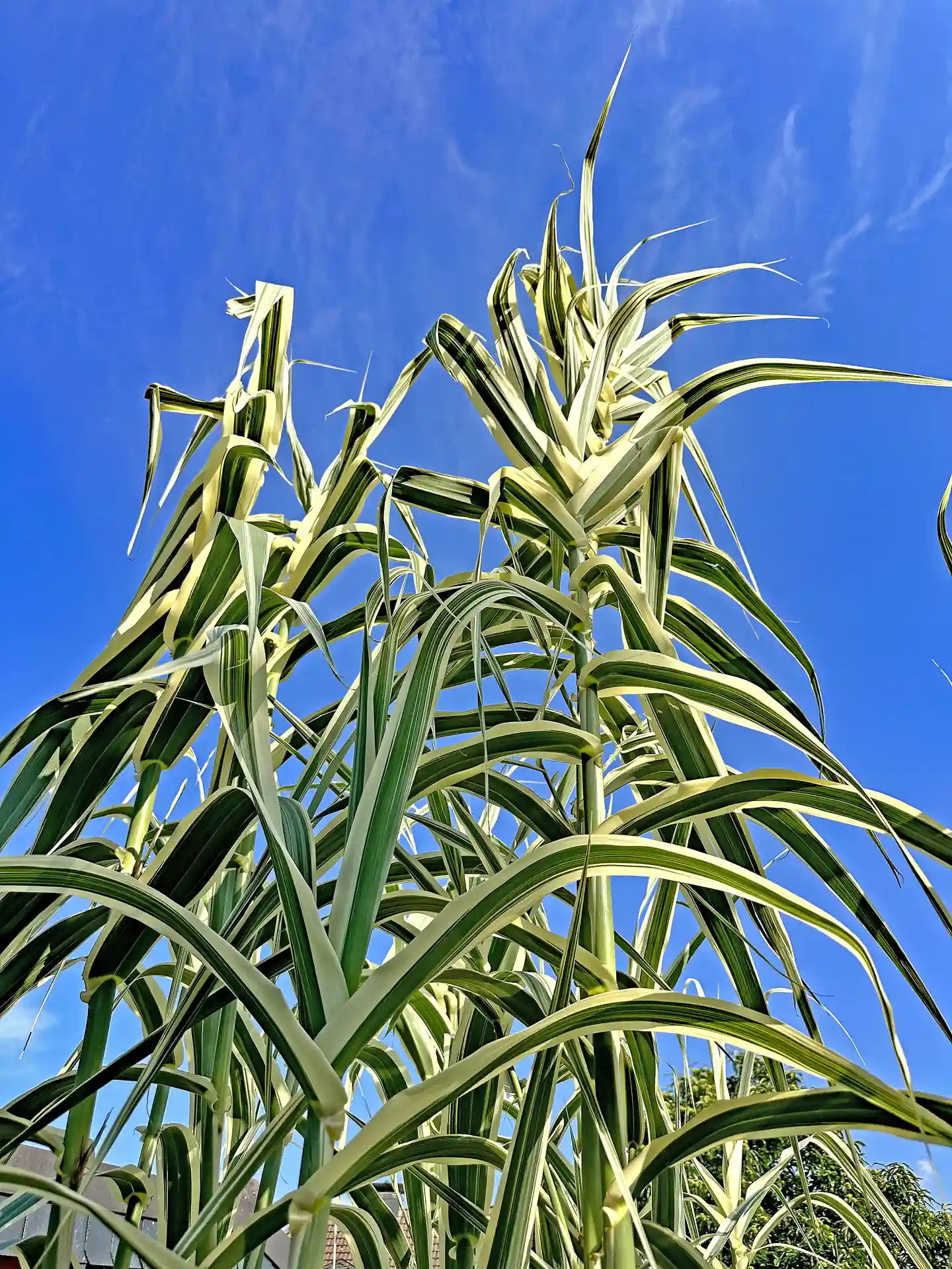 Spitzen des Arundo Donax 'Variegata' vor strahlend blauem Himmel - imposante Erscheinung für große Flächen oder als Hintergrundpflanze.